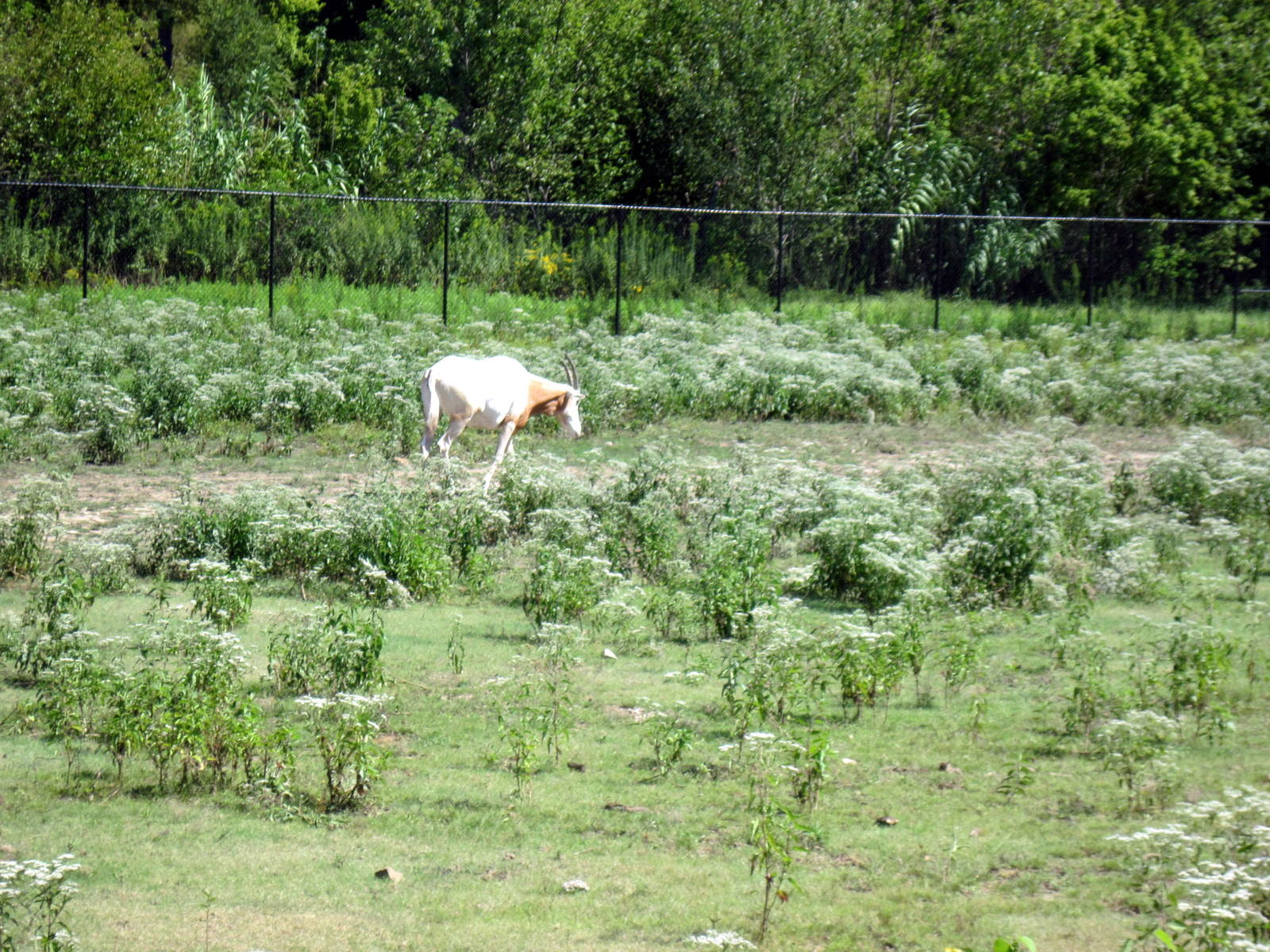 Africa-Scimitar-horned Oryx