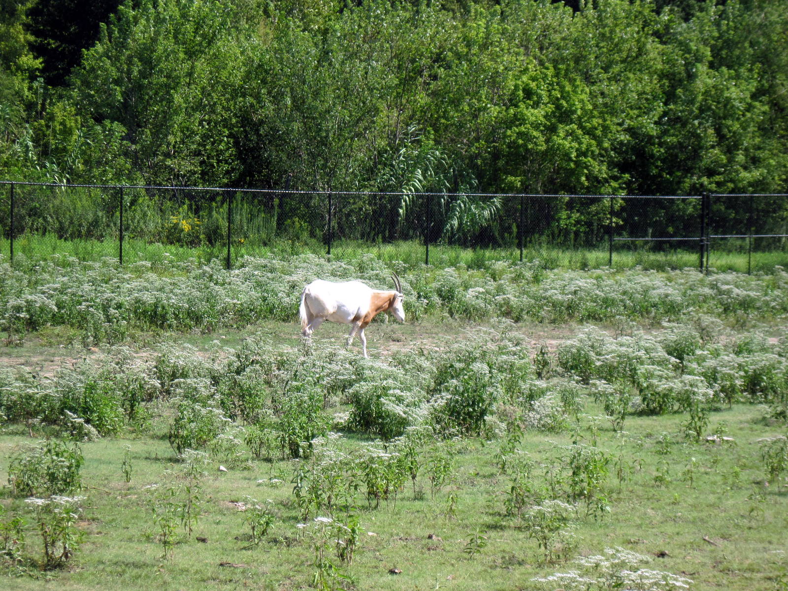 Africa-Scimitar-horned Oryx