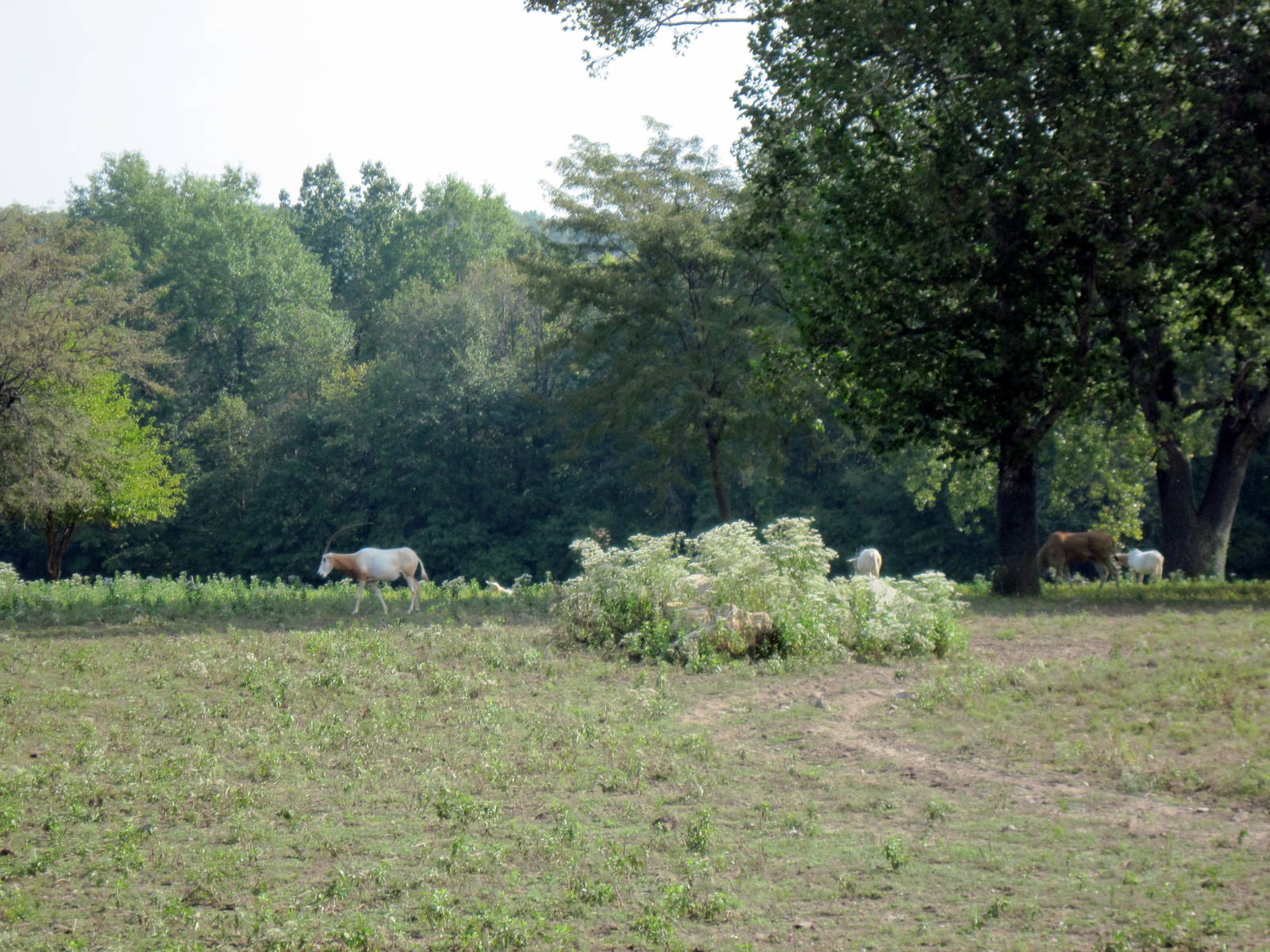 Africa-Scimitar-horned Oryx
