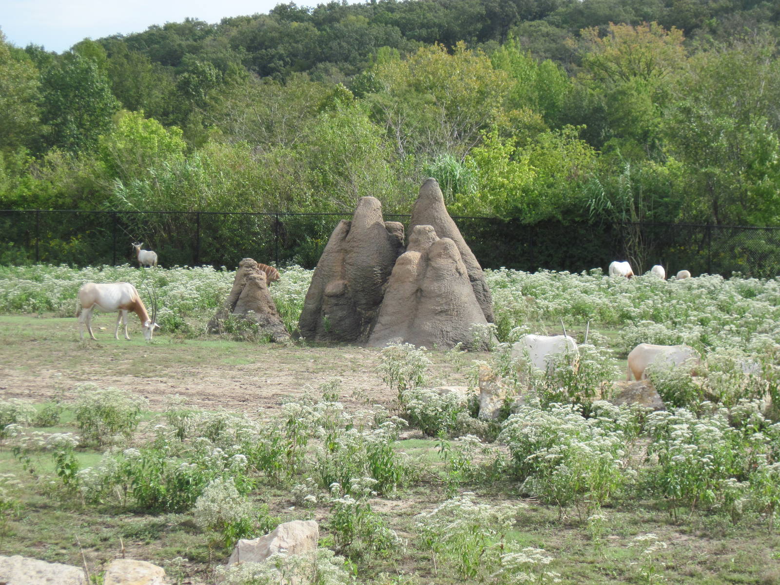 Africa-Scimitar-horned Oryx