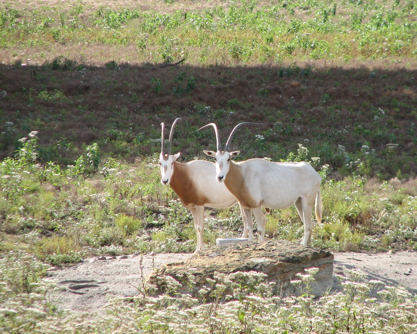 Africa - Scimitar Horned Oryx