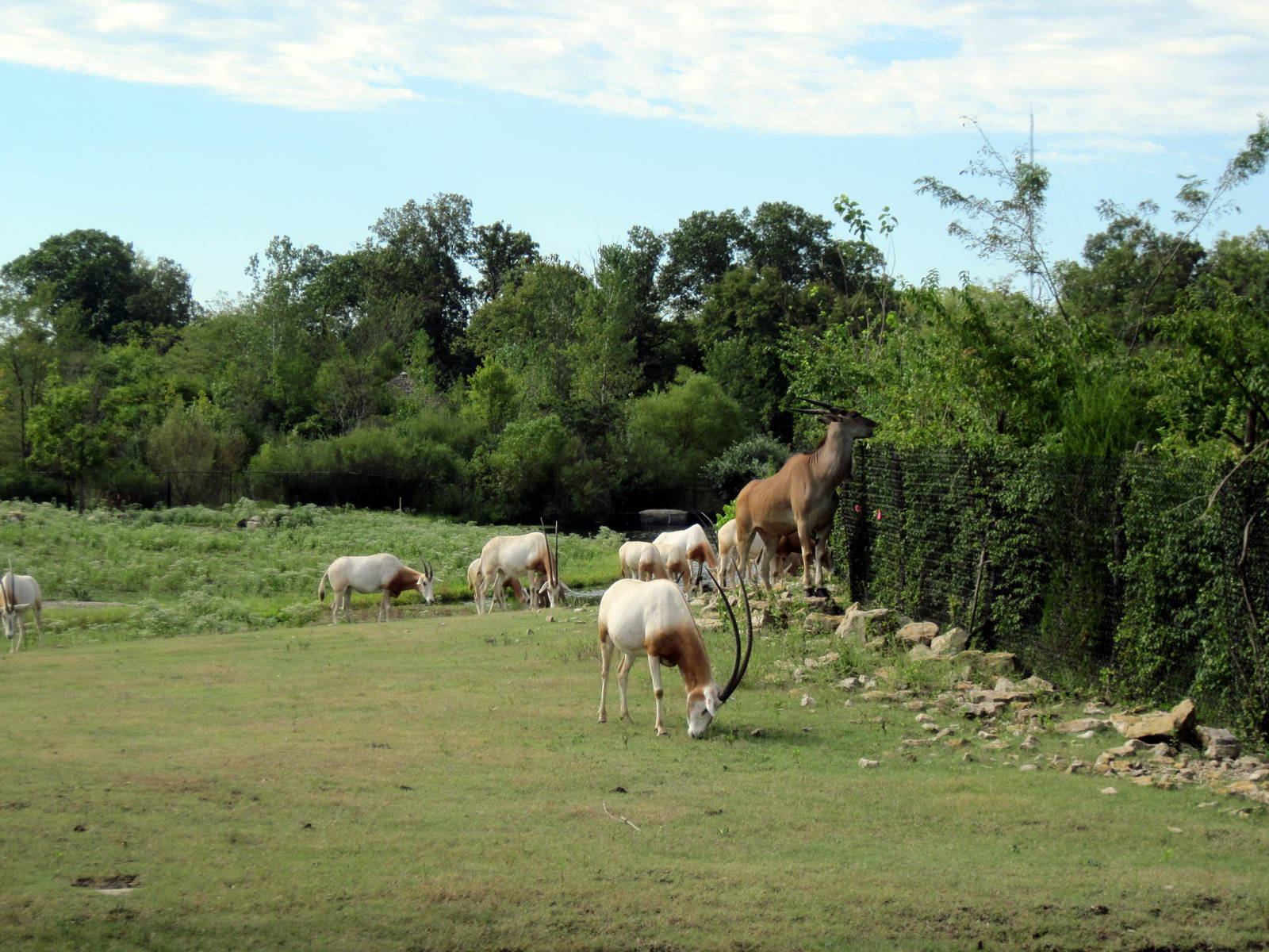 Africa-Scimitar-horned Oryxes and Common Eland