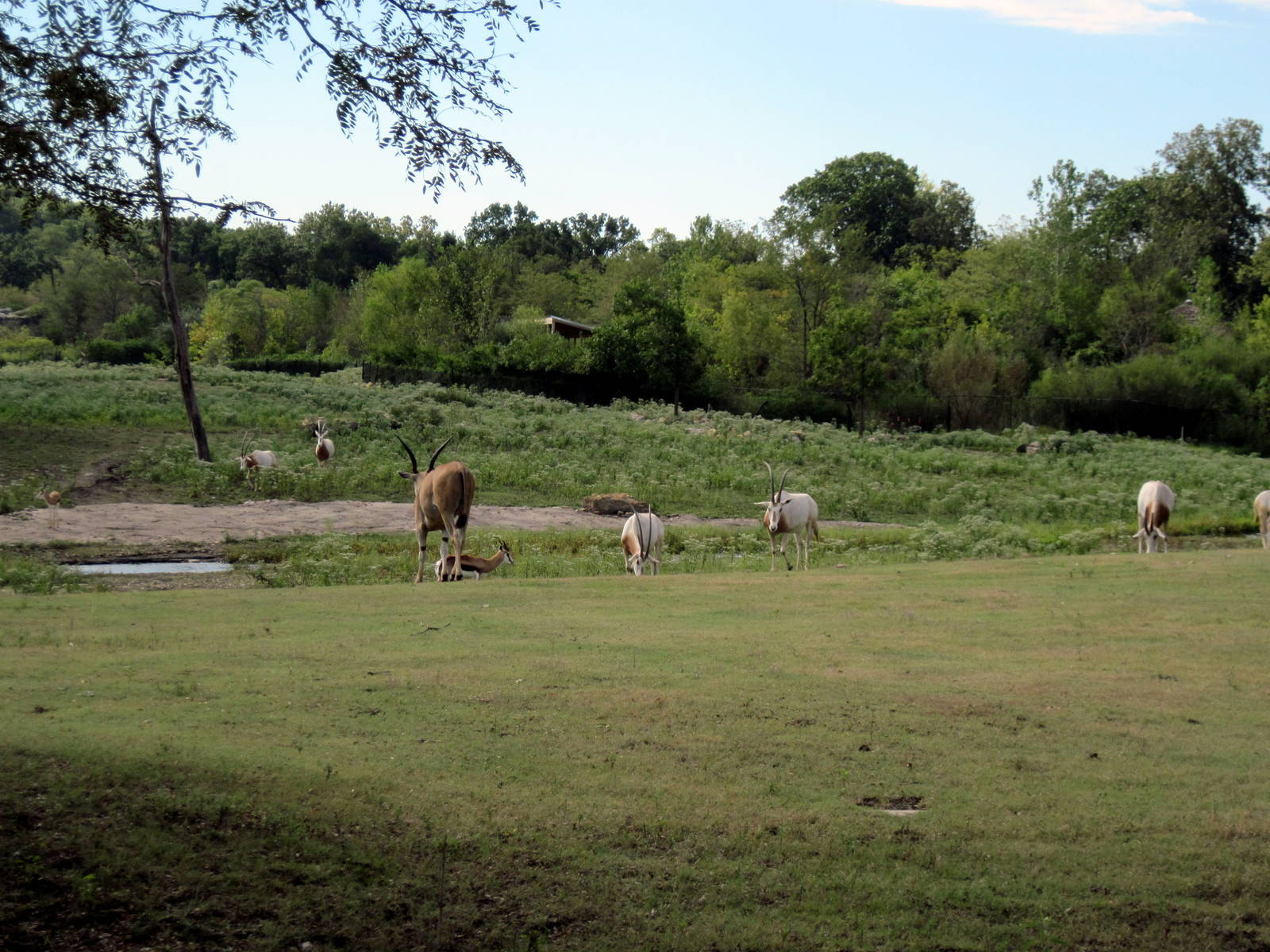 Africa-Scimitar-horned Oryxes and Common Eland