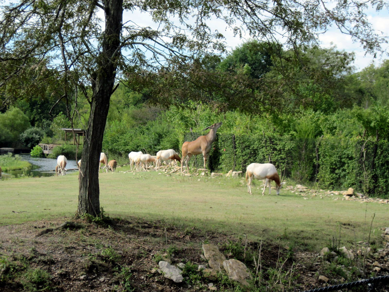 Africa-Scimitar-horned Oryxes and Common Eland