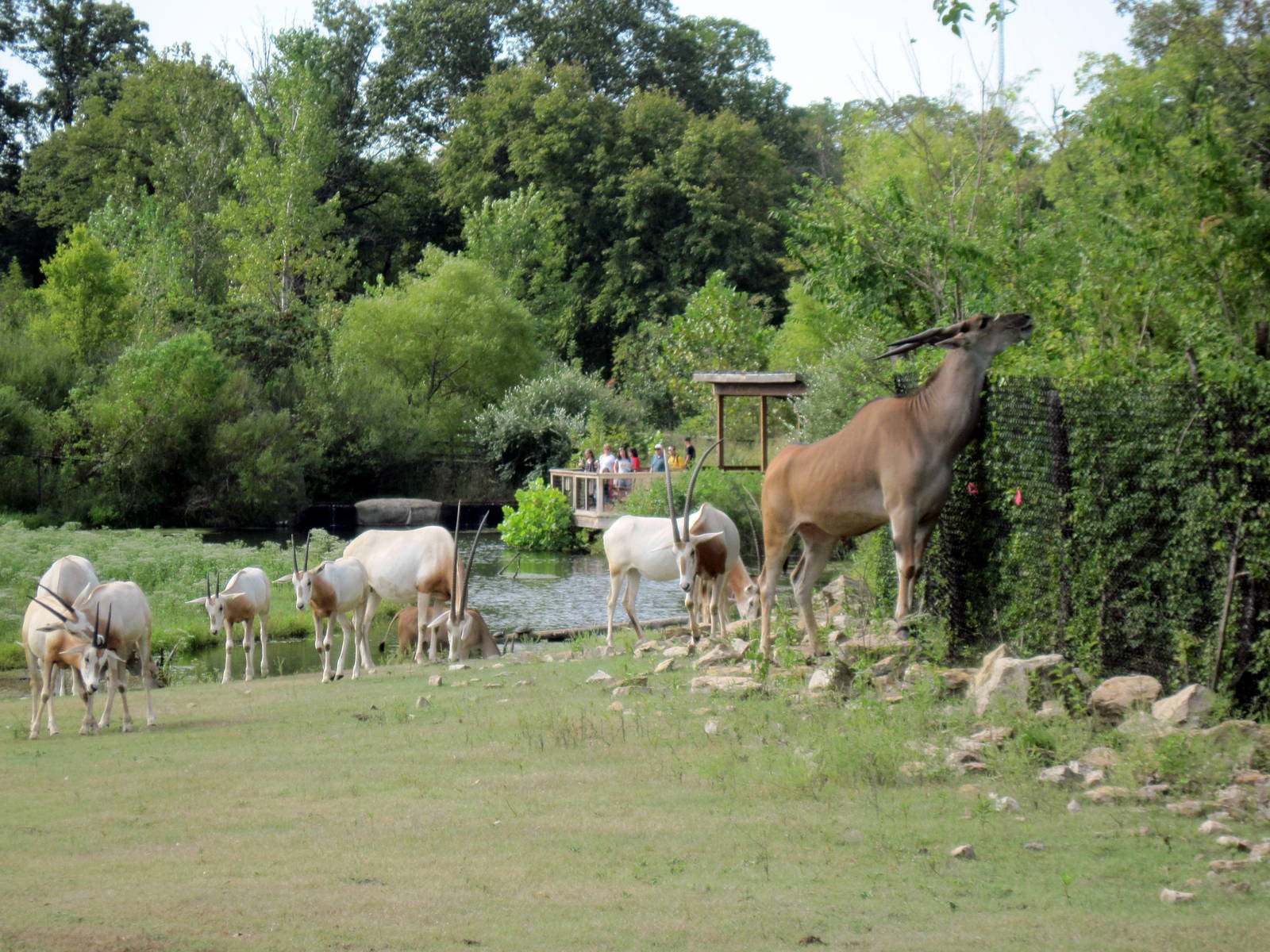 Africa-Scimitar-horned Oryxes and Common Eland