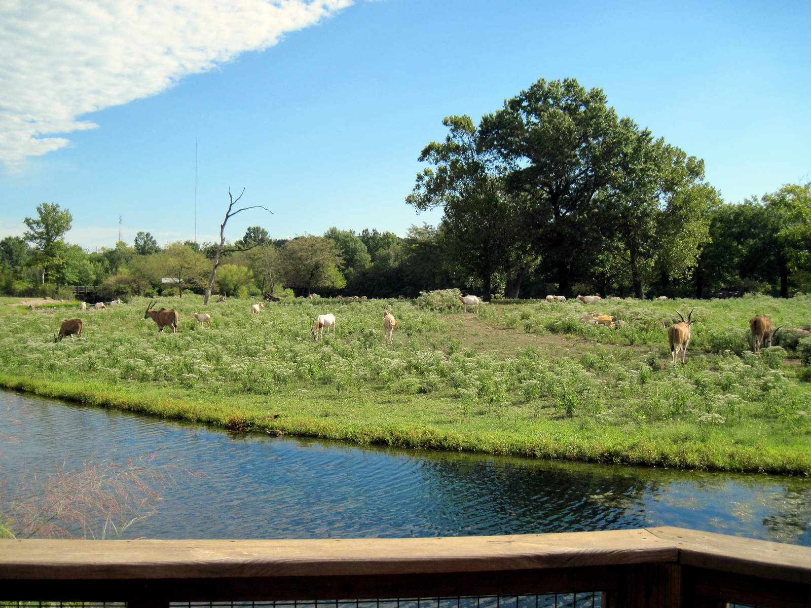 Africa-Scimitar-horned Oryxes and Common Elands on Plains