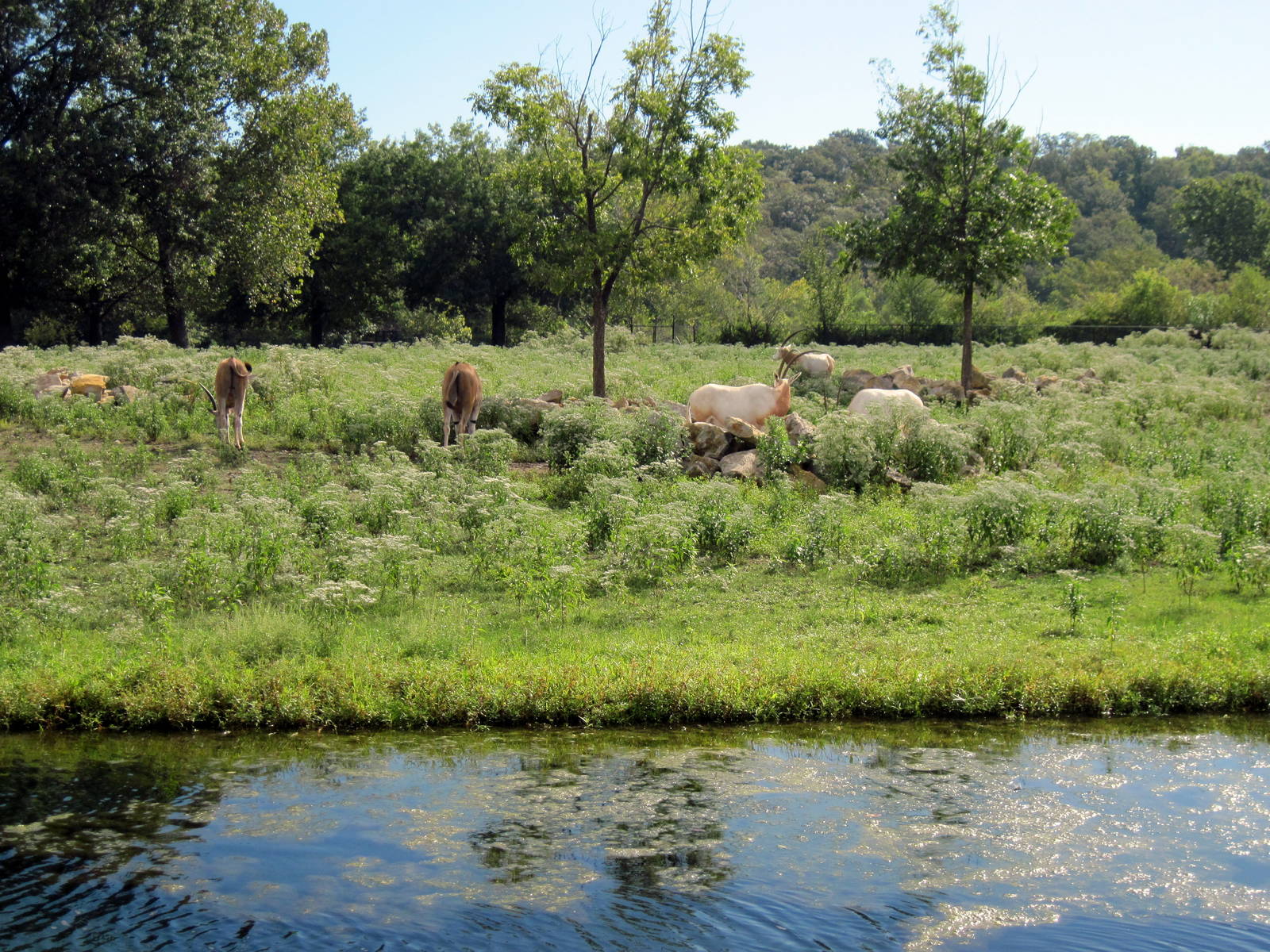 Africa-Scimitar-horned Oryxes and Common Elands on Plains