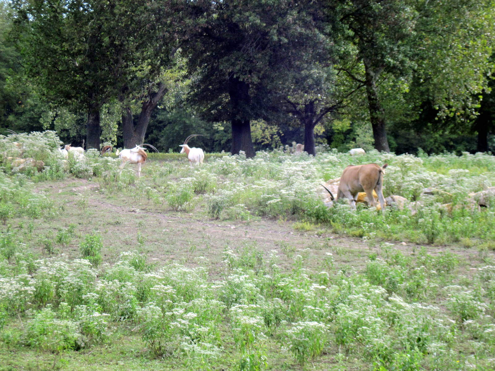 Africa-Scimitar-horned Oryxes and Common Elands on Plains