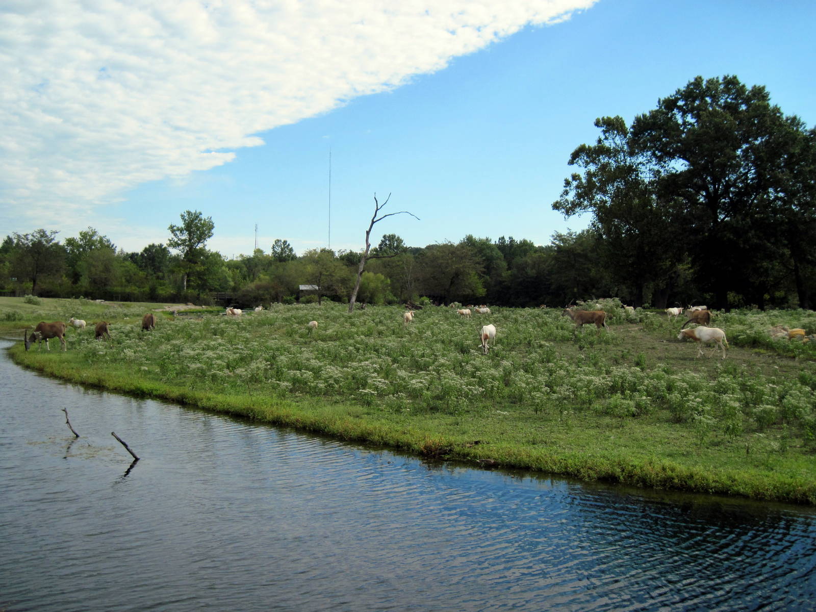 Africa-Scimitar-horned Oryxes and Common Elands on Plains