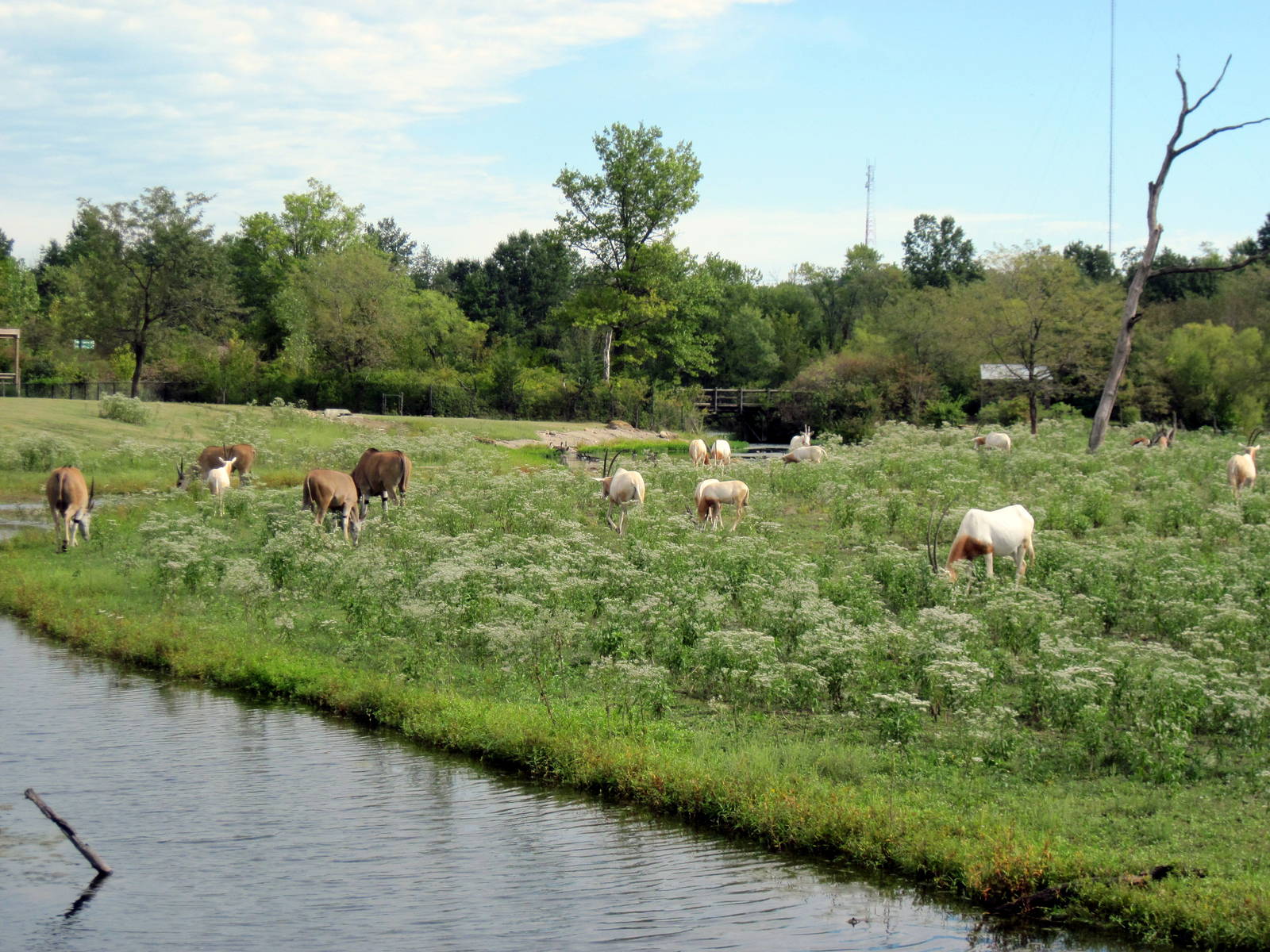 Africa-Scimitar-horned Oryxes and Common Elands on Plains
