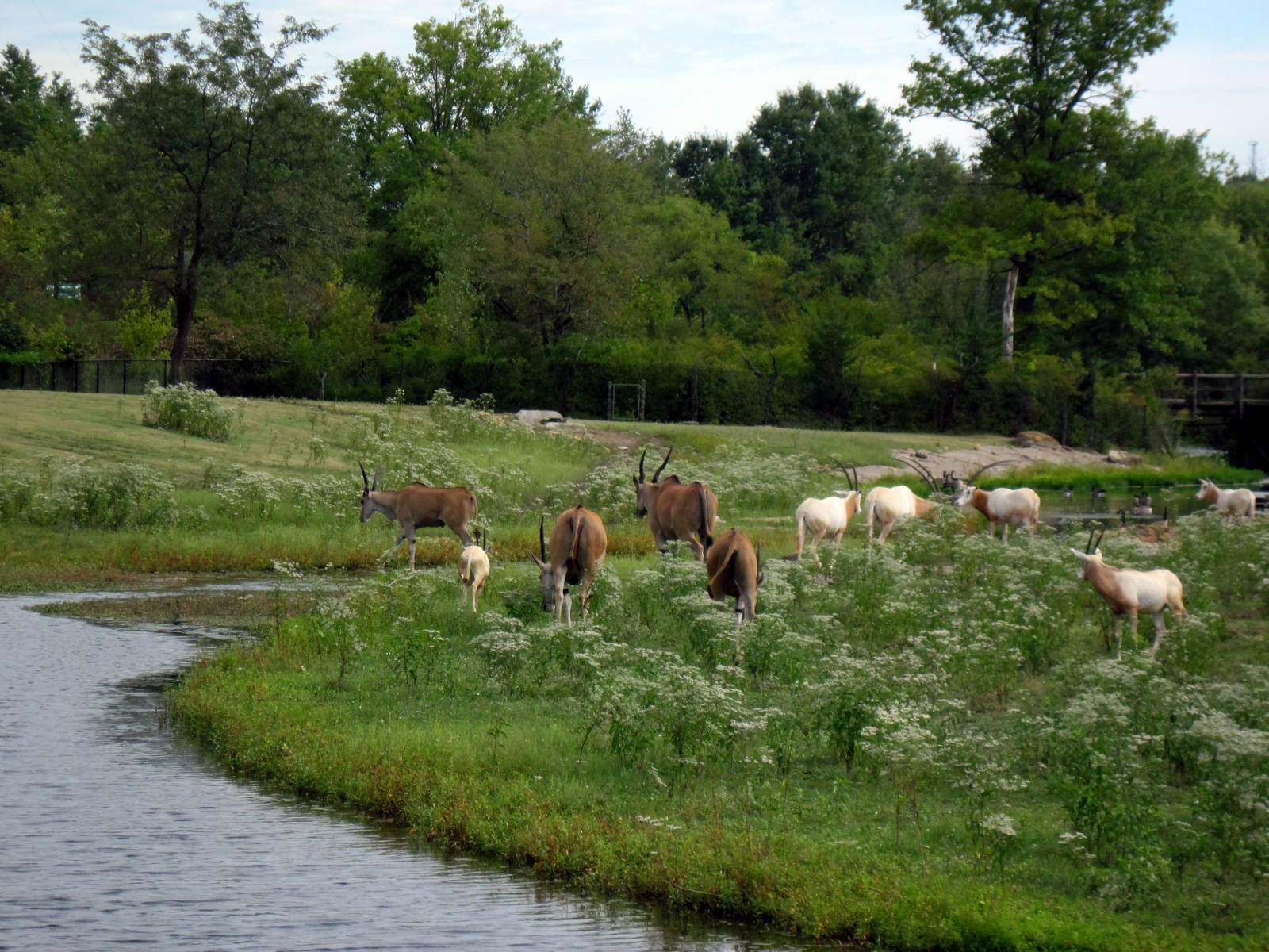 Africa-Scimitar-horned Oryxes and Common Elands on Plains