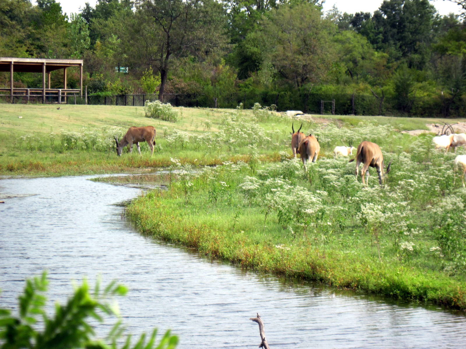 Africa-Scimitar-horned Oryxes and Common Elands on Plains