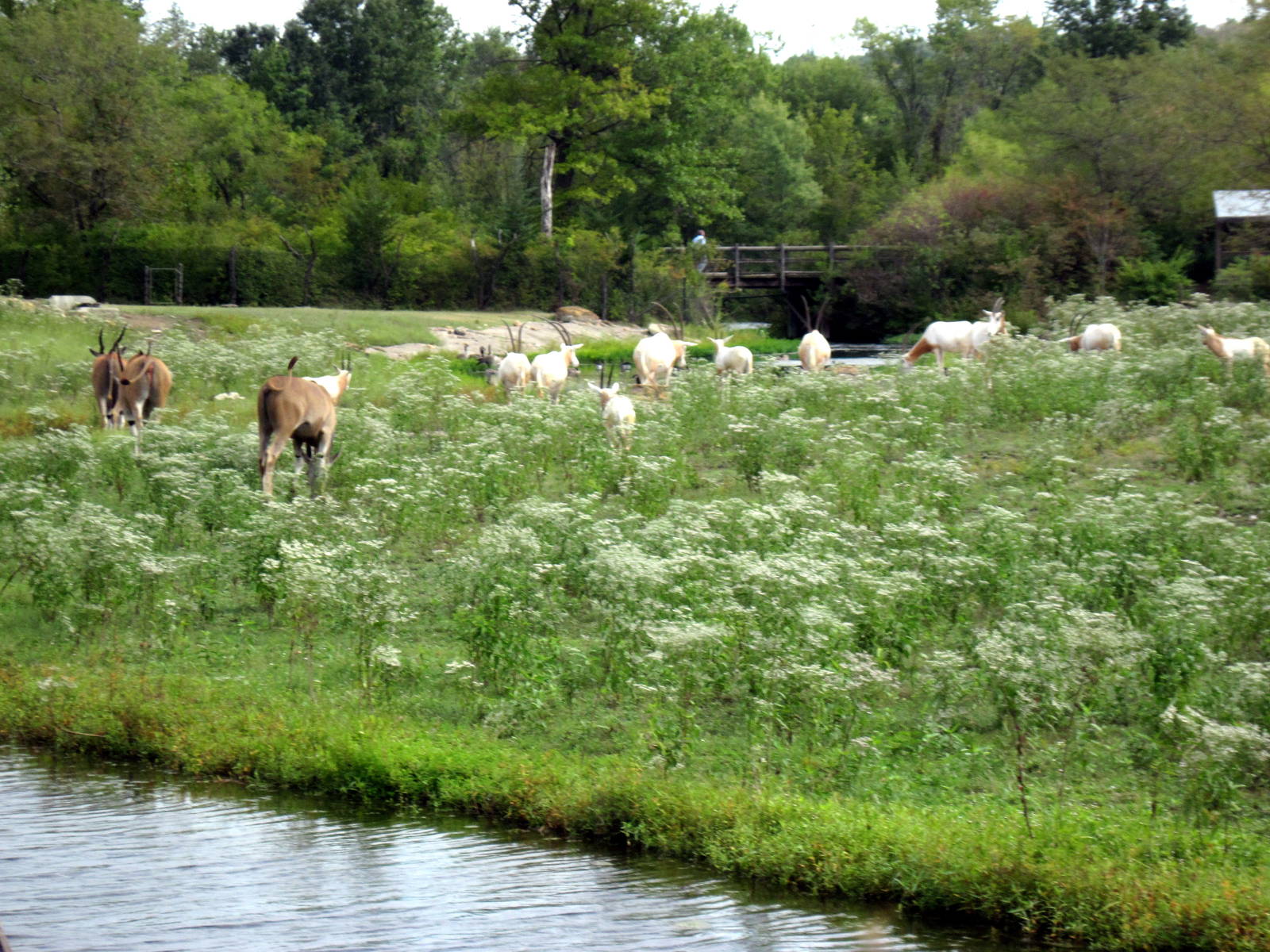 Africa-Scimitar-horned Oryxes and Common Elands on Plains