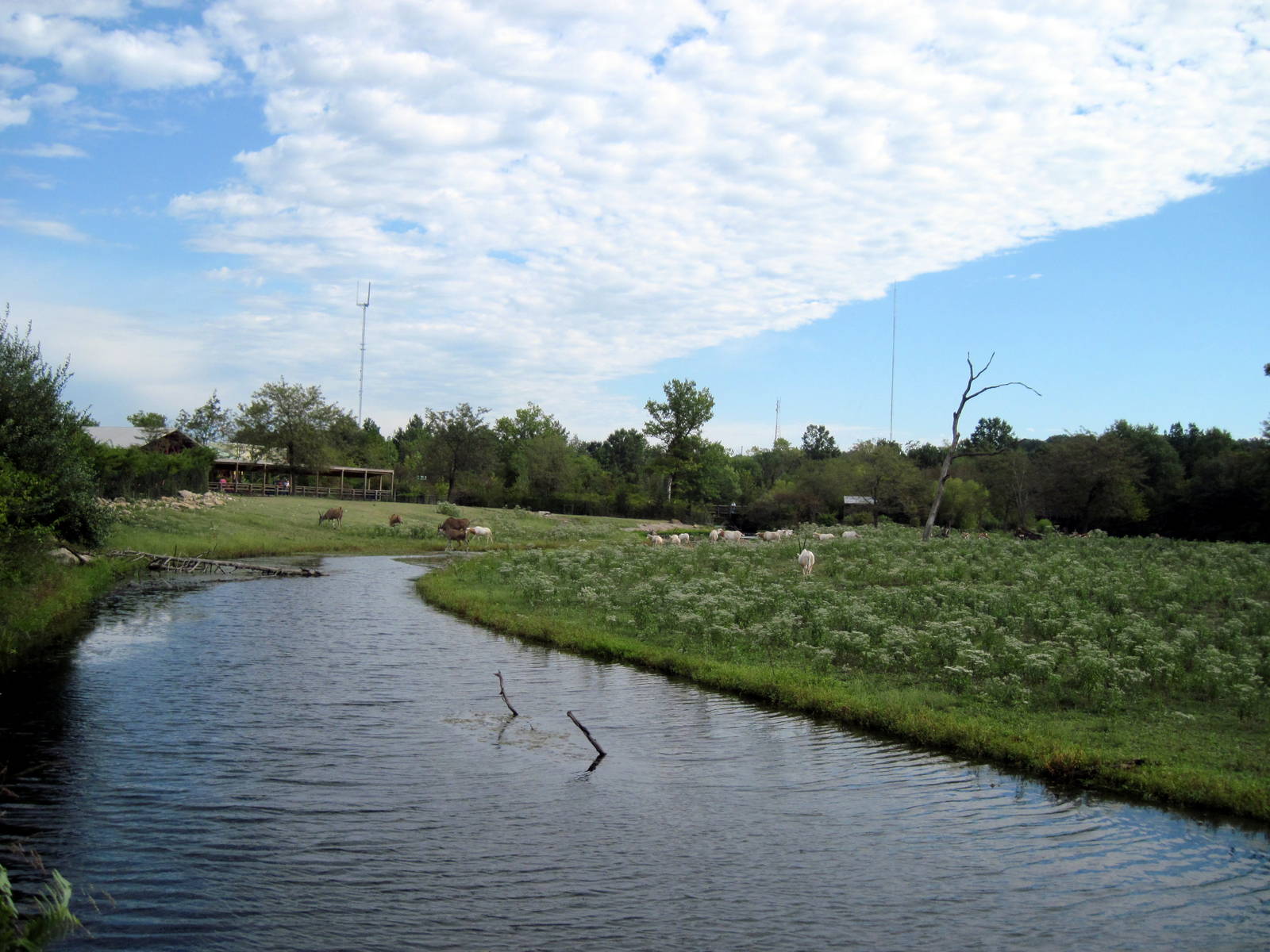 Africa-Scimitar-horned Oryxes and Common Elands on Plains