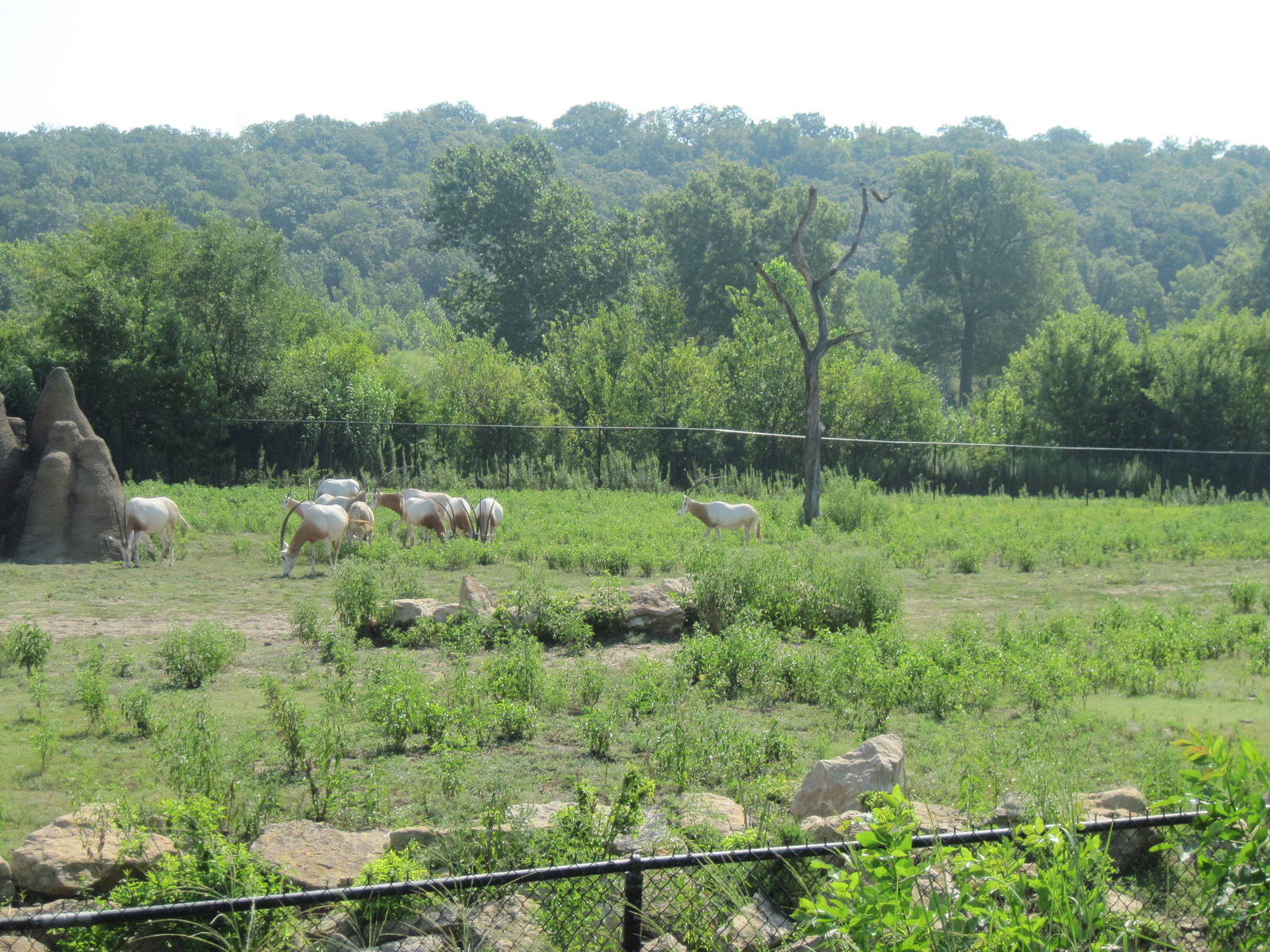 Africa-Scimitar Horned Oryxes