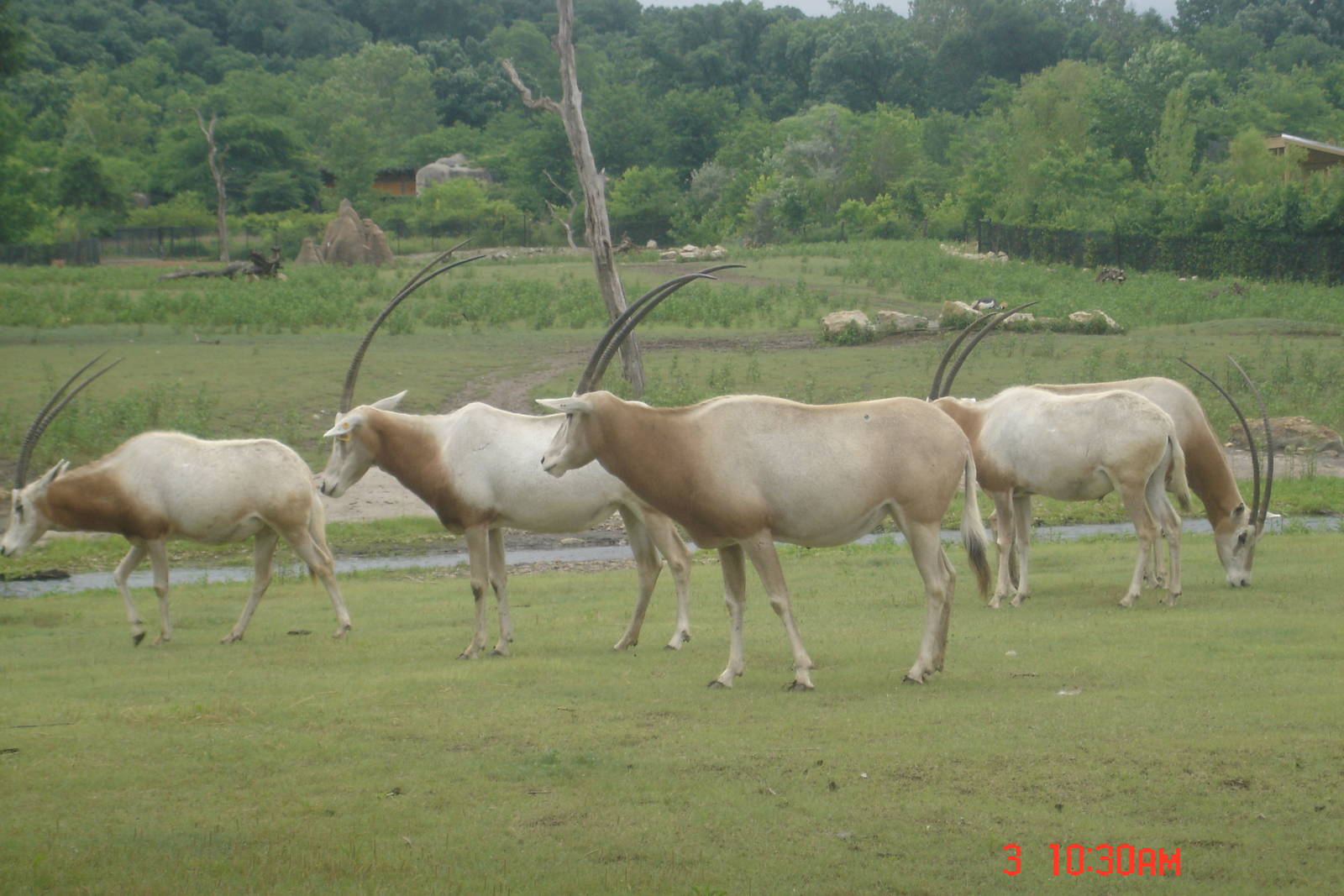 Africa-Scimitar Horned Oryxes
