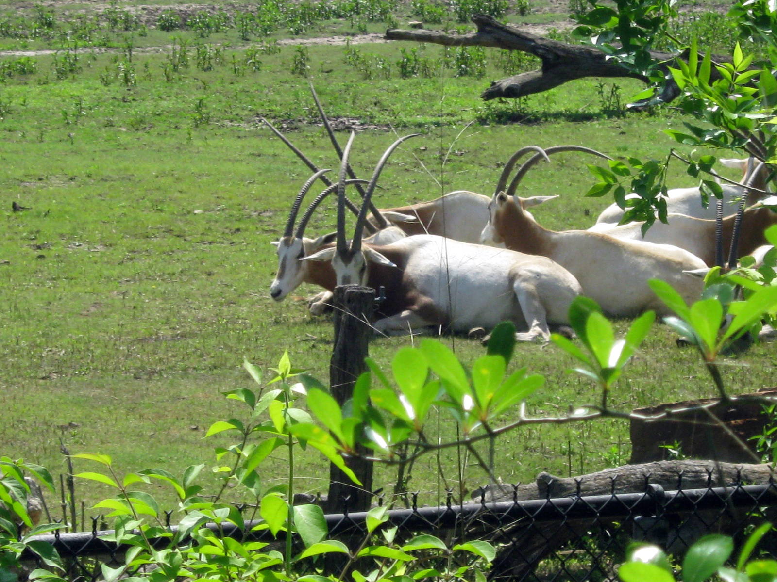 Africa-Scimitar Horned Oryxes