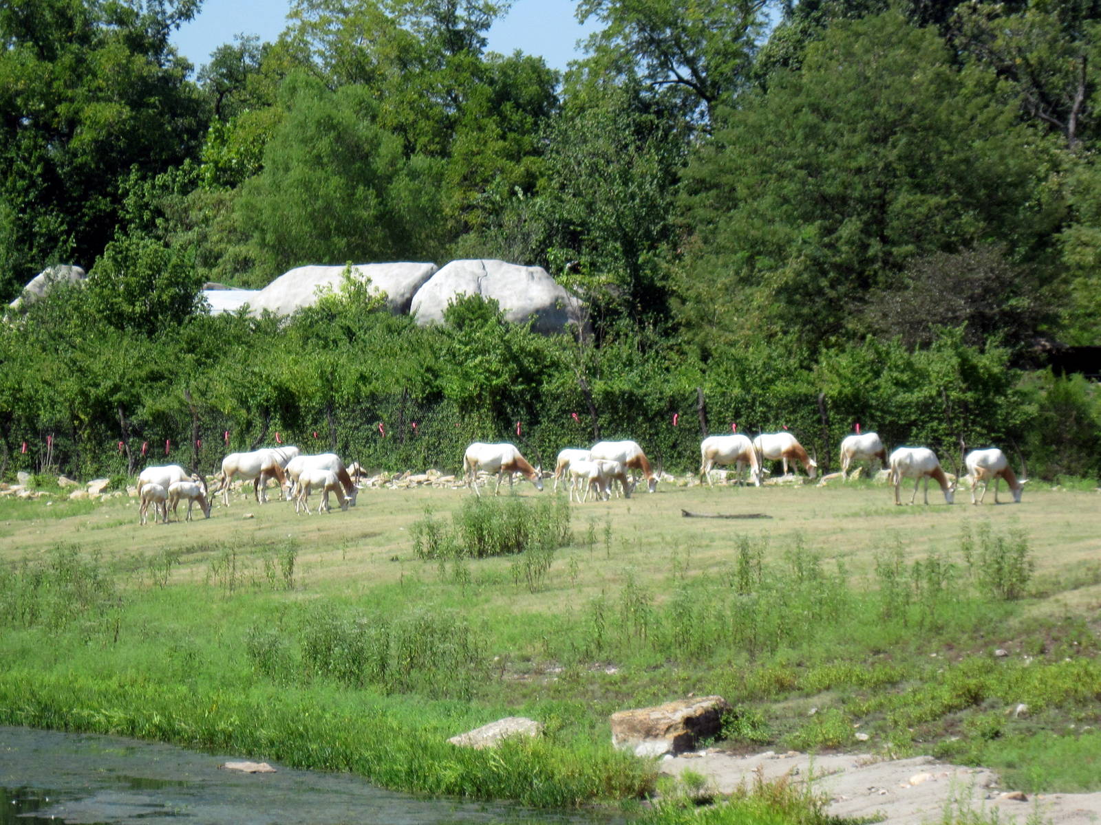 Africa-Scimitar-horned Oryxes