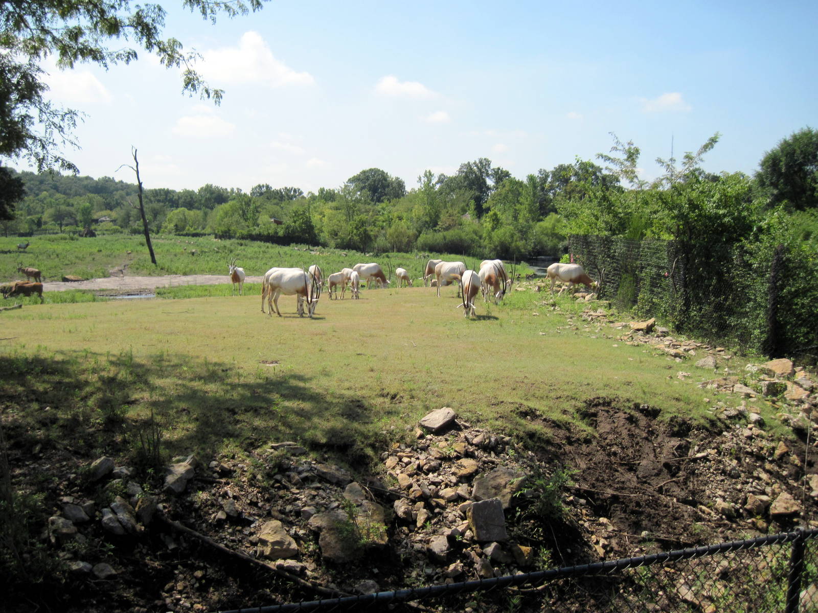 Africa-Scimitar-horned Oryxes