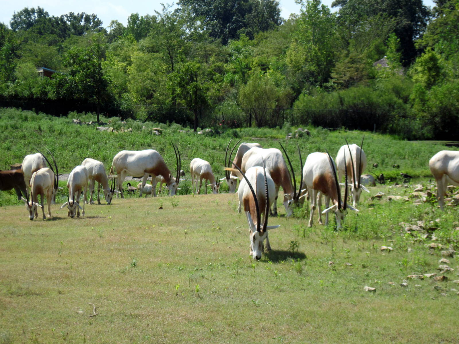 Africa-Scimitar-horned Oryxes