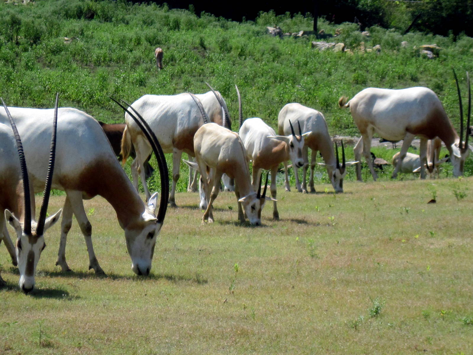 Africa-Scimitar-horned Oryxes