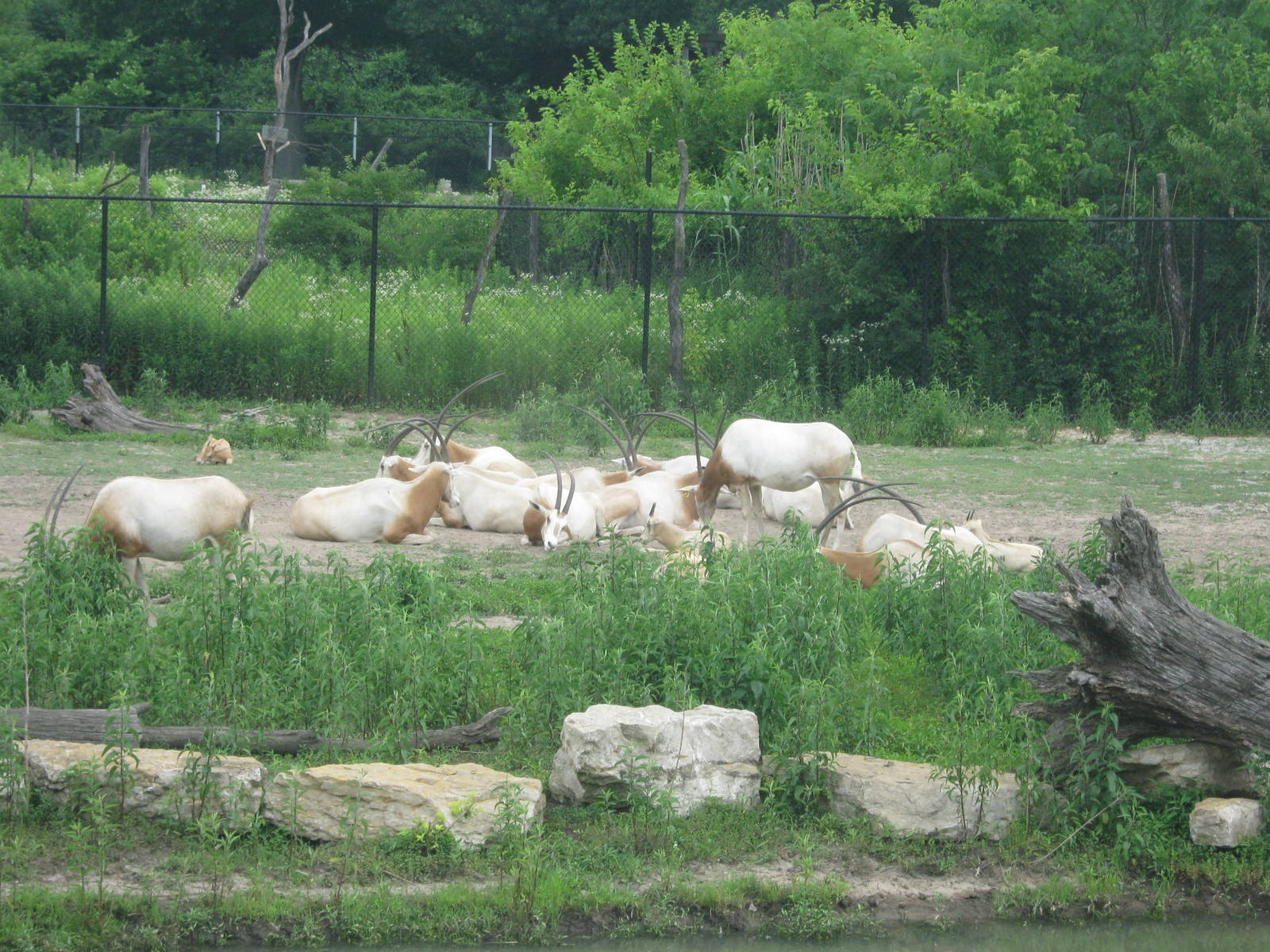Africa-Scimitar-horned Oryxes