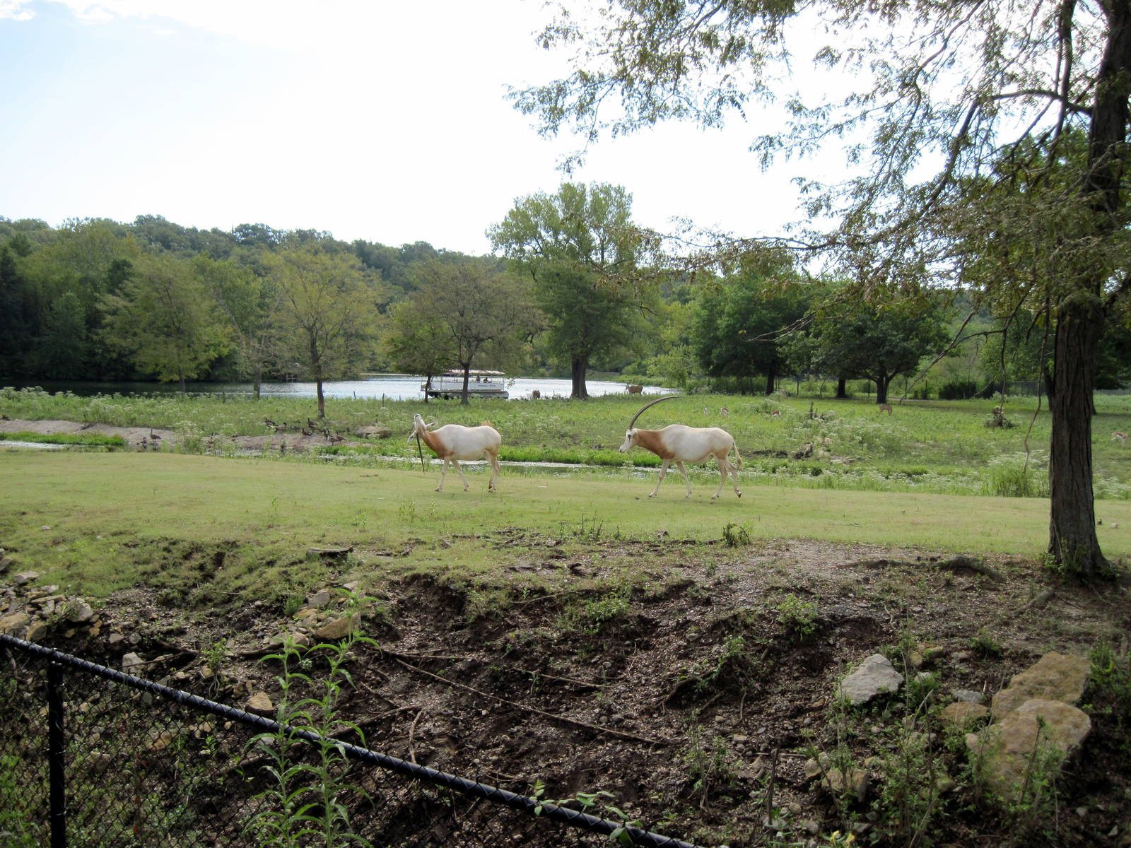 Africa-Scimitar-horned Oryxes