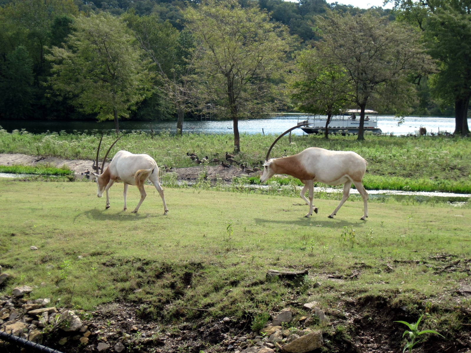 Africa-Scimitar-horned Oryxes