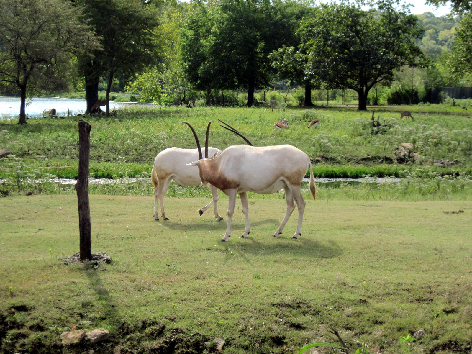 Africa-Scimitar-horned Oryxes