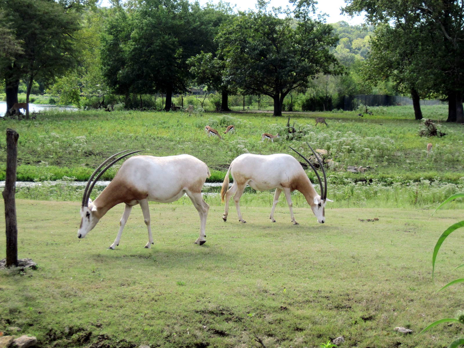 Africa-Scimitar-horned Oryxes