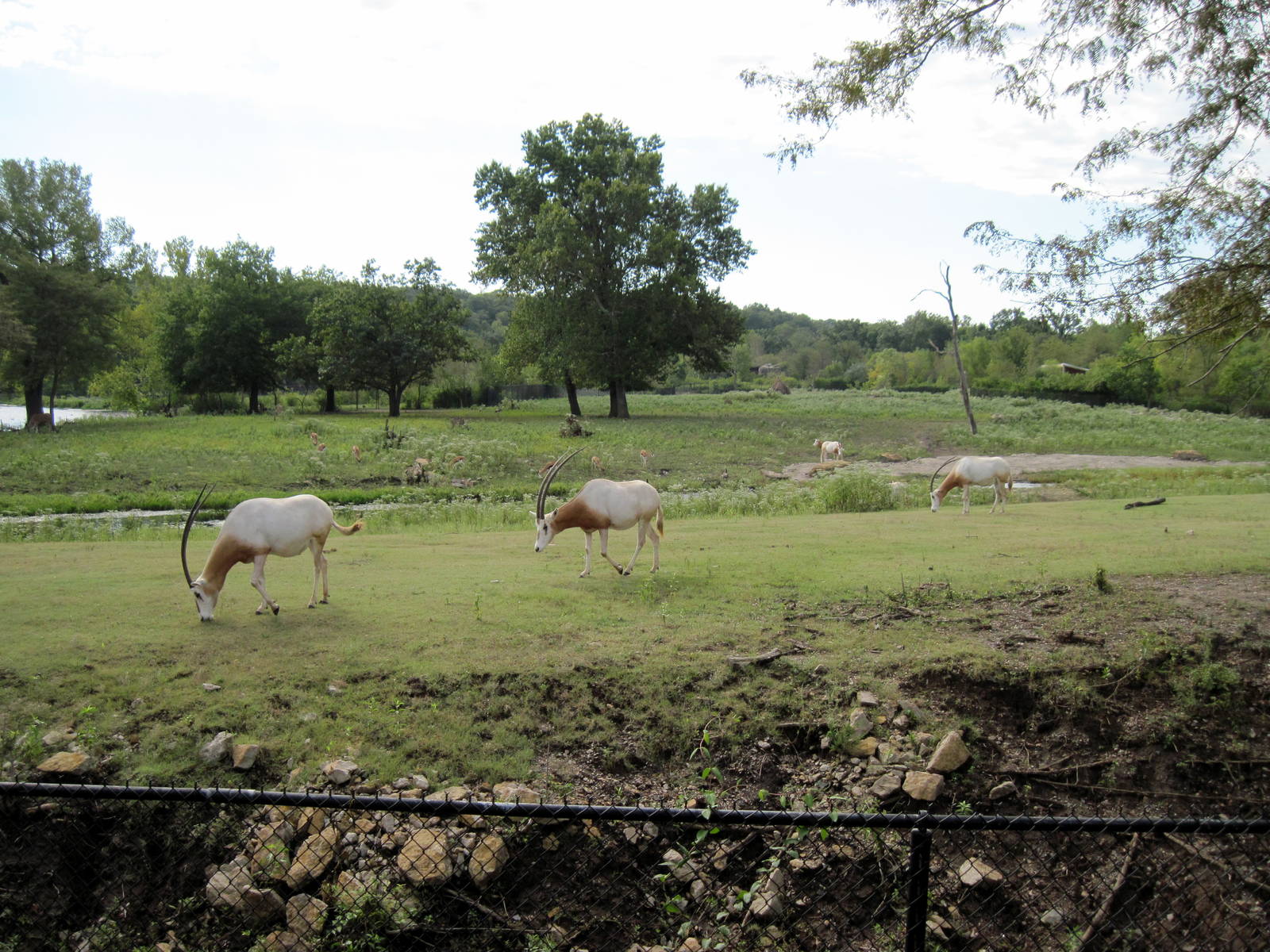 Africa-Scimitar-horned Oryxes