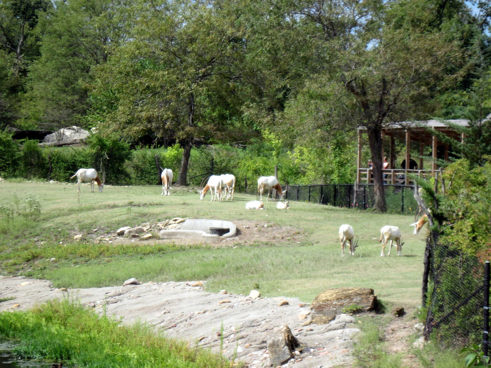 Africa-Scimitar-horned Oryxes