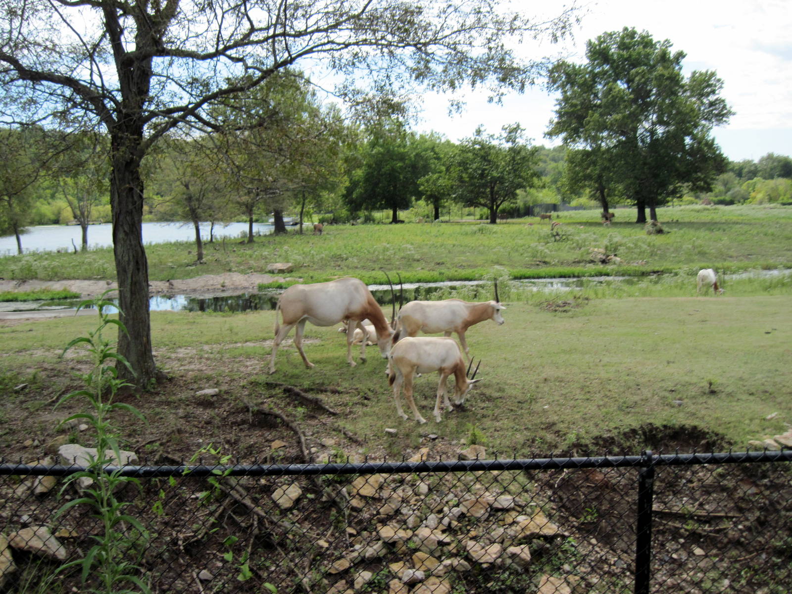 Africa-Scimitar-horned Oryxes