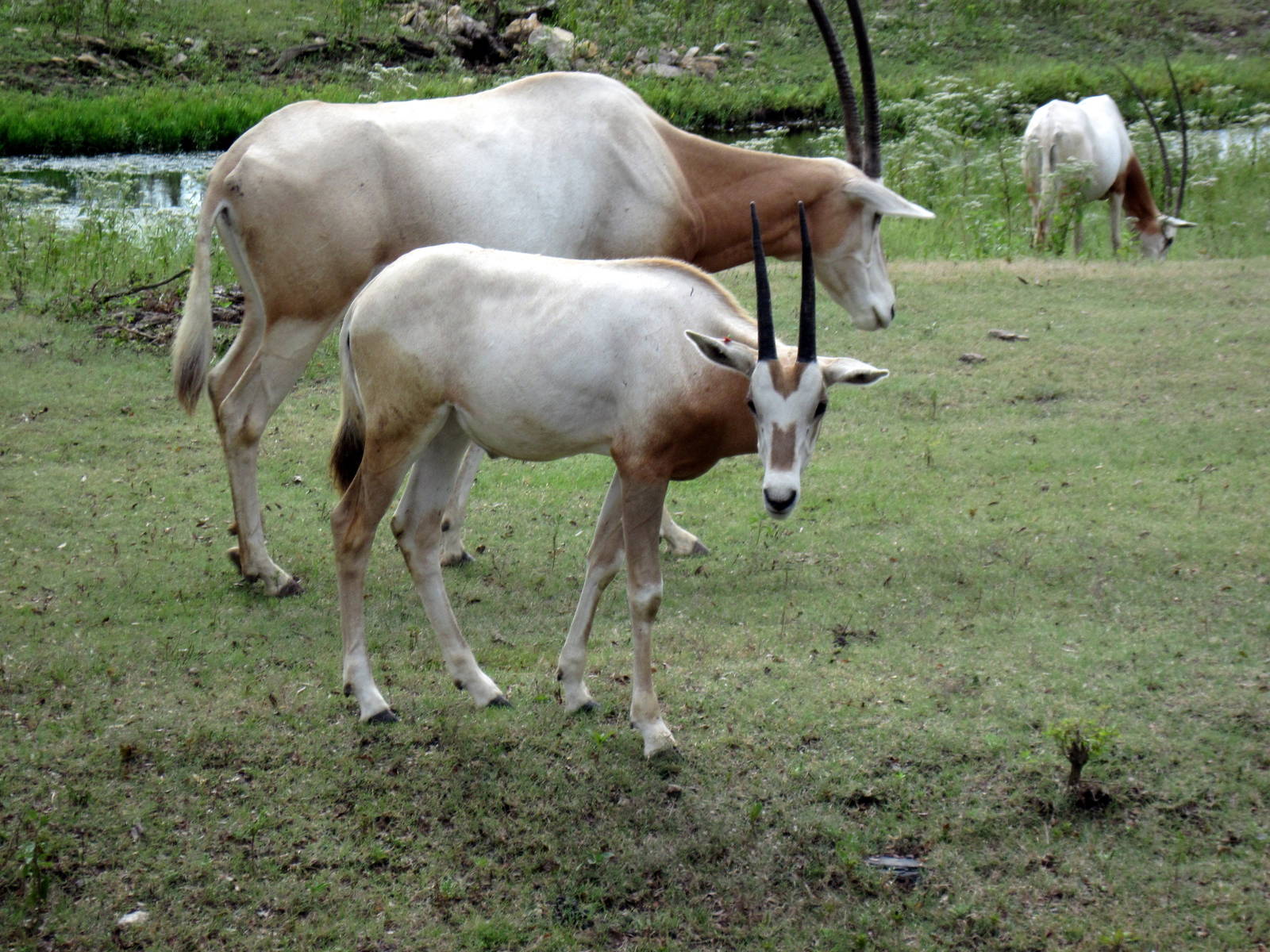 Africa-Scimitar-horned Oryxes