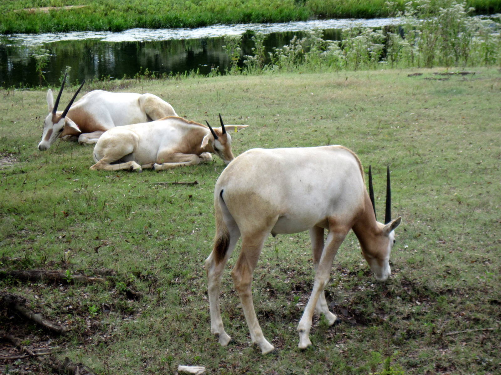Africa-Scimitar-horned Oryxes