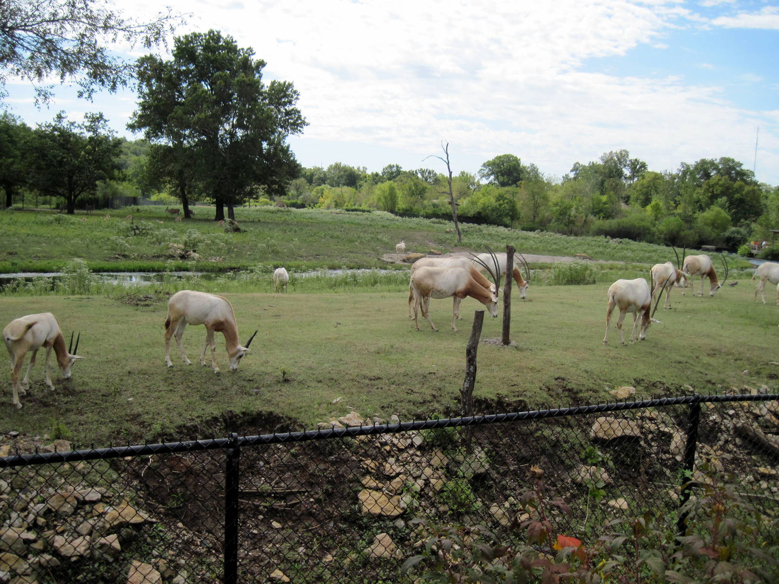 Africa-Scimitar-horned Oryxes
