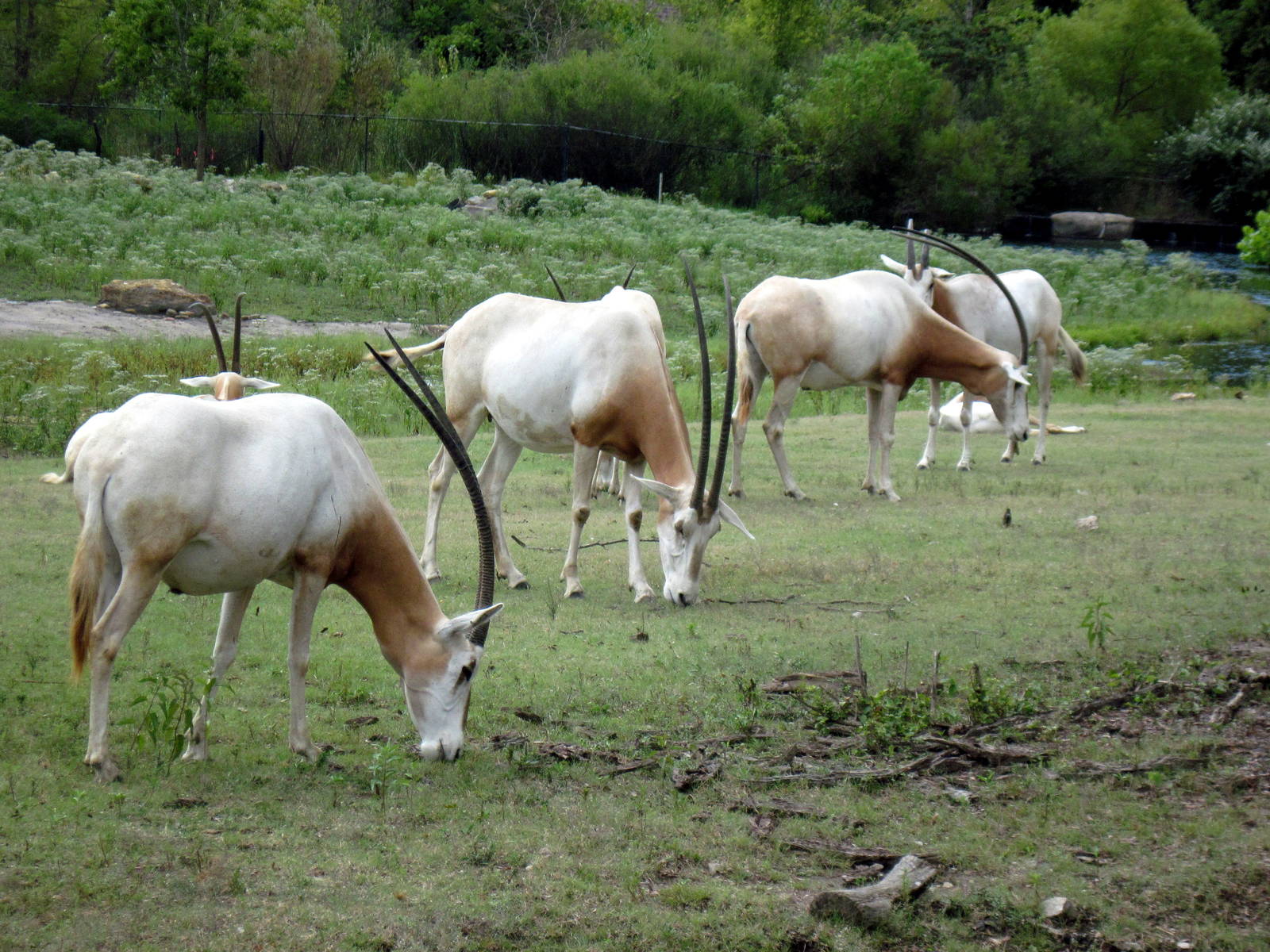 Africa-Scimitar-horned Oryxes
