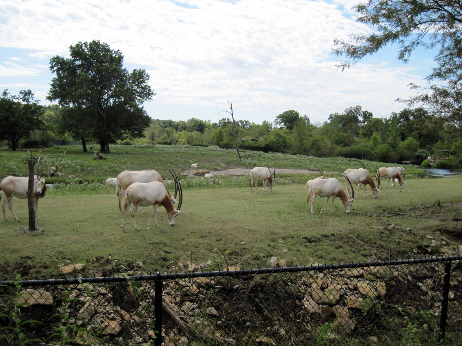 Africa-Scimitar-horned Oryxes