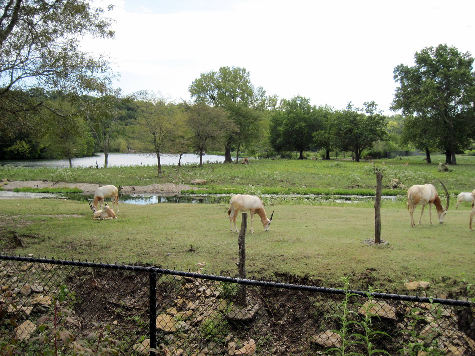 Africa-Scimitar-horned Oryxes