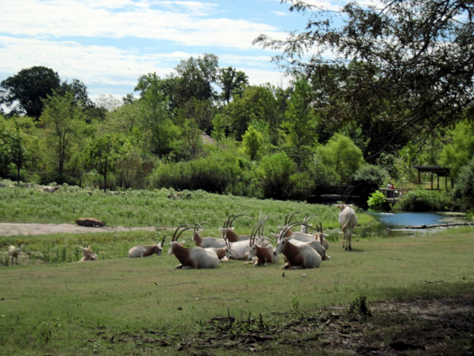 Africa-Scimitar-horned Oryxes