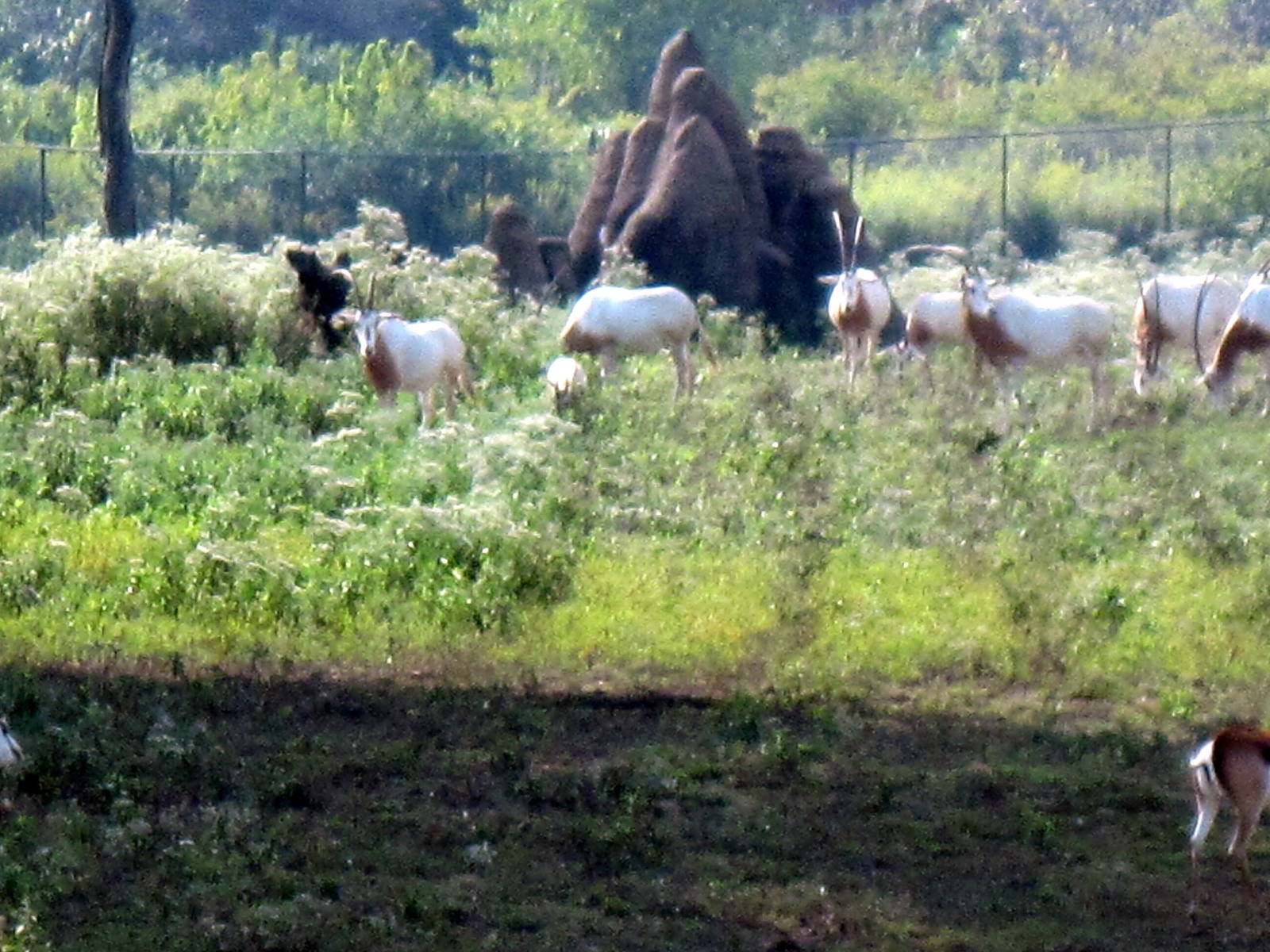 Africa-Scimitar-horned Oryxes