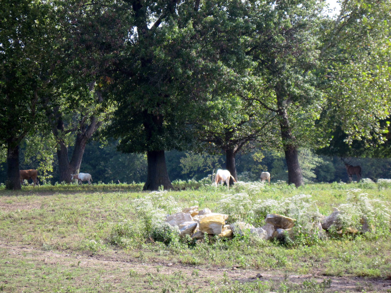 Africa-Scimitar-horned Oryxes