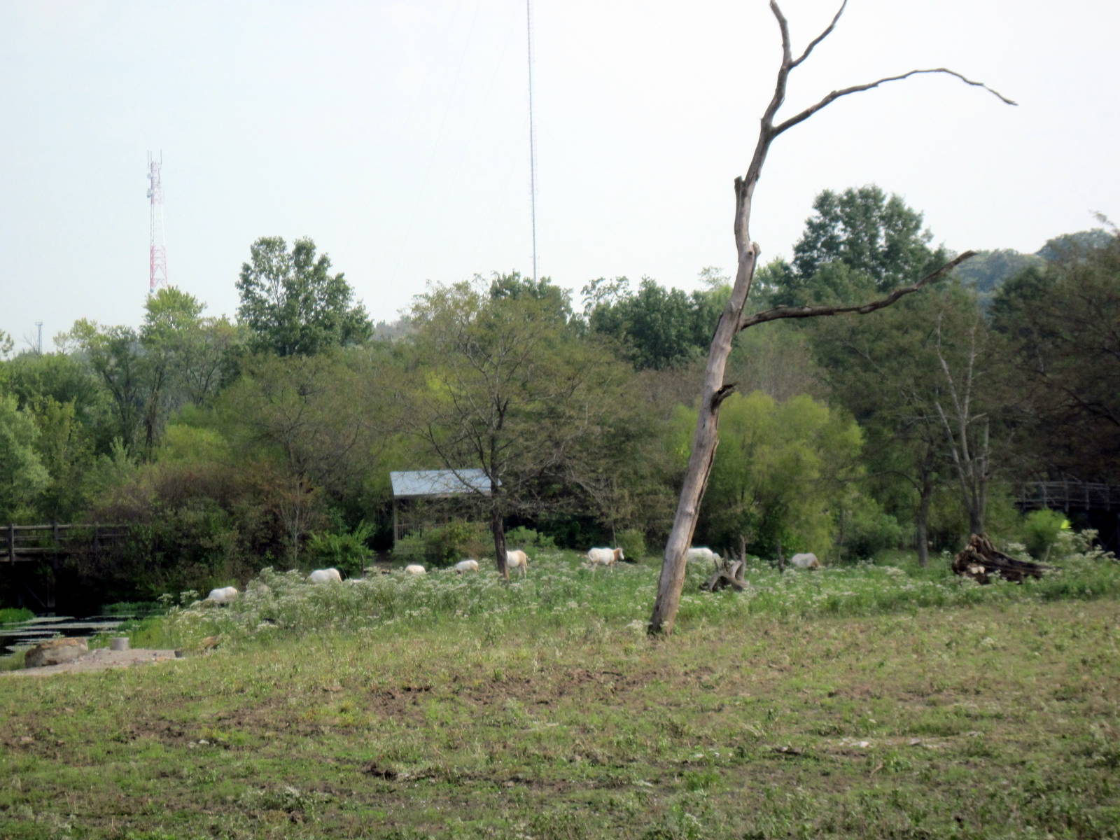 Africa-Scimitar-horned Oryxes