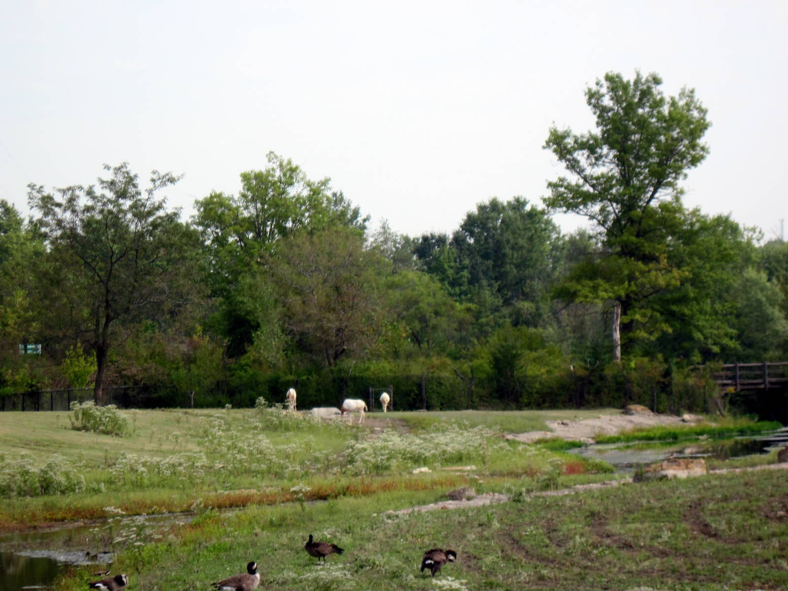 Africa-Scimitar-horned Oryxes