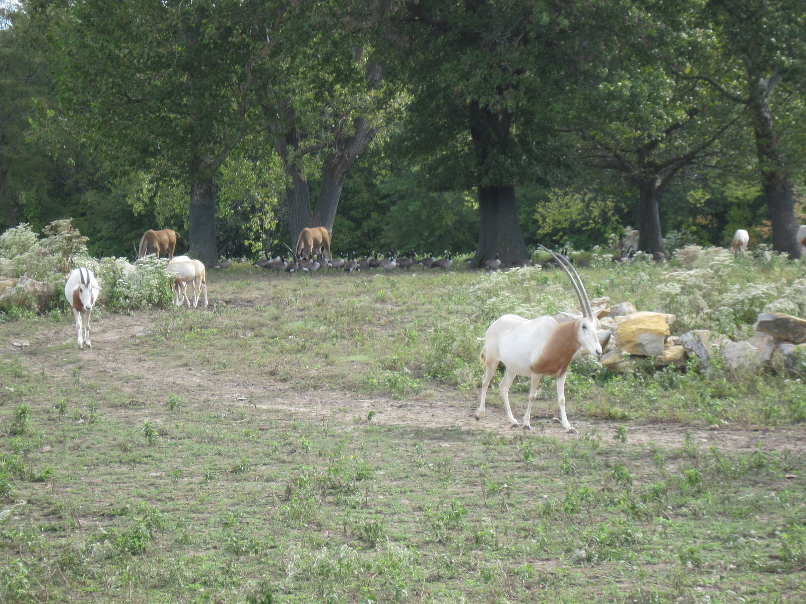 Africa-Scimitar-horned Oryxes