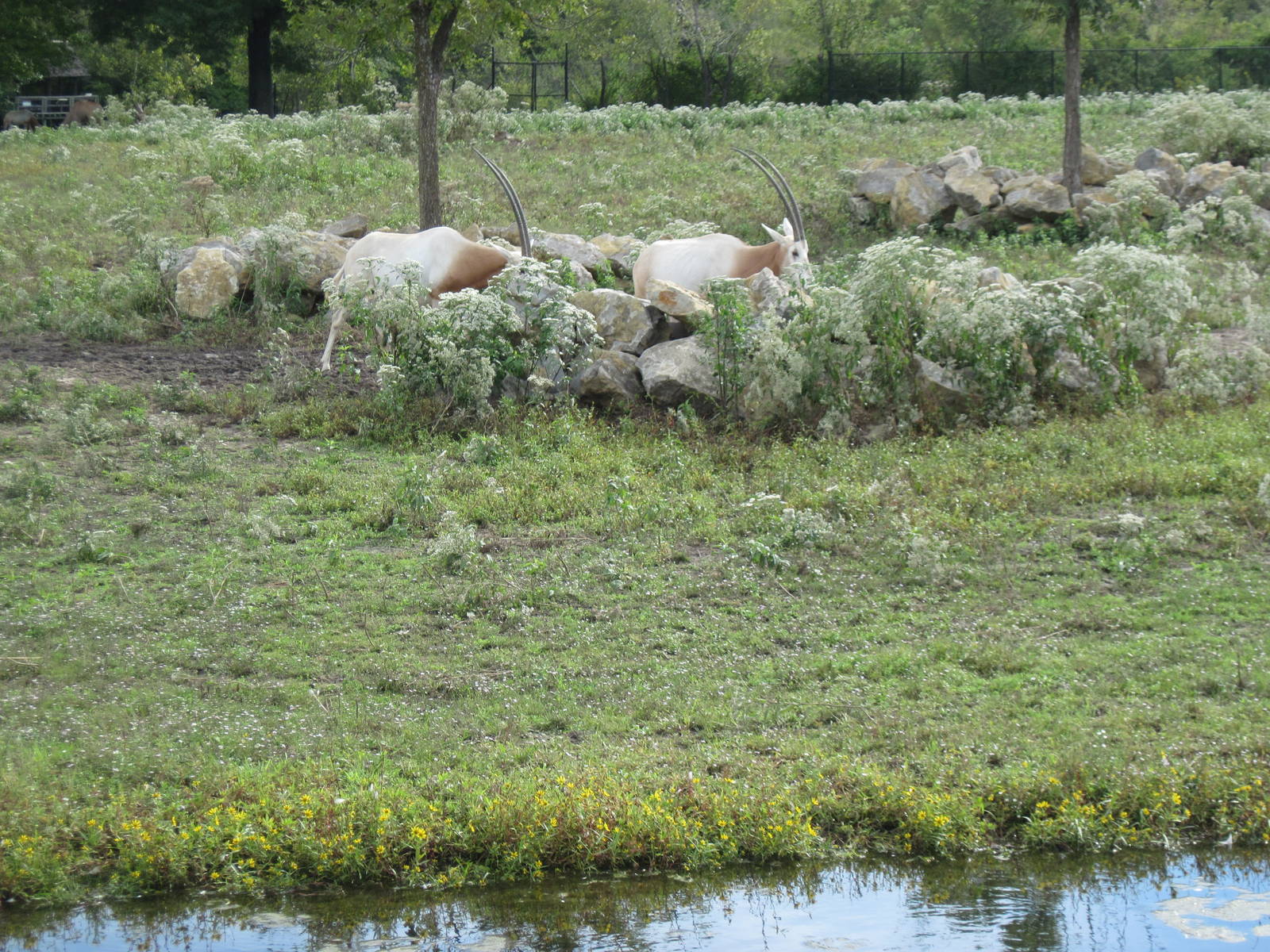 Africa-Scimitar-horned Oryxes