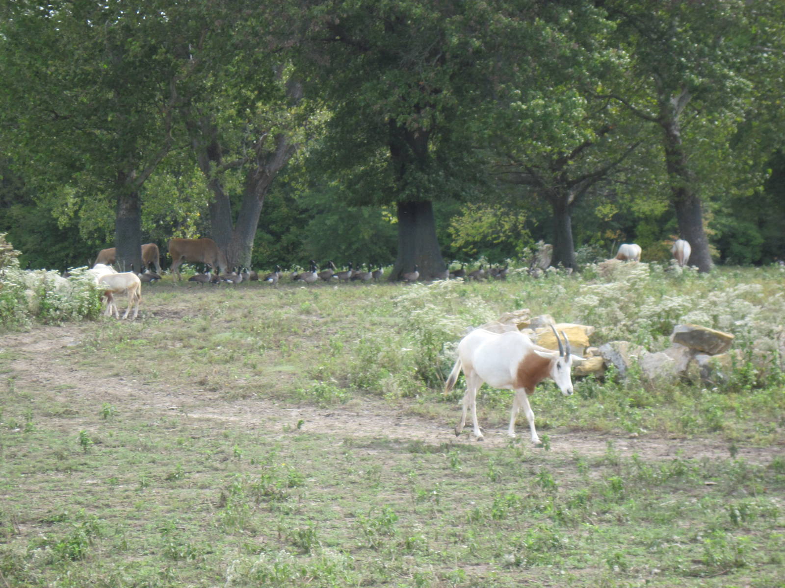 Africa-Scimitar-horned Oryxes
