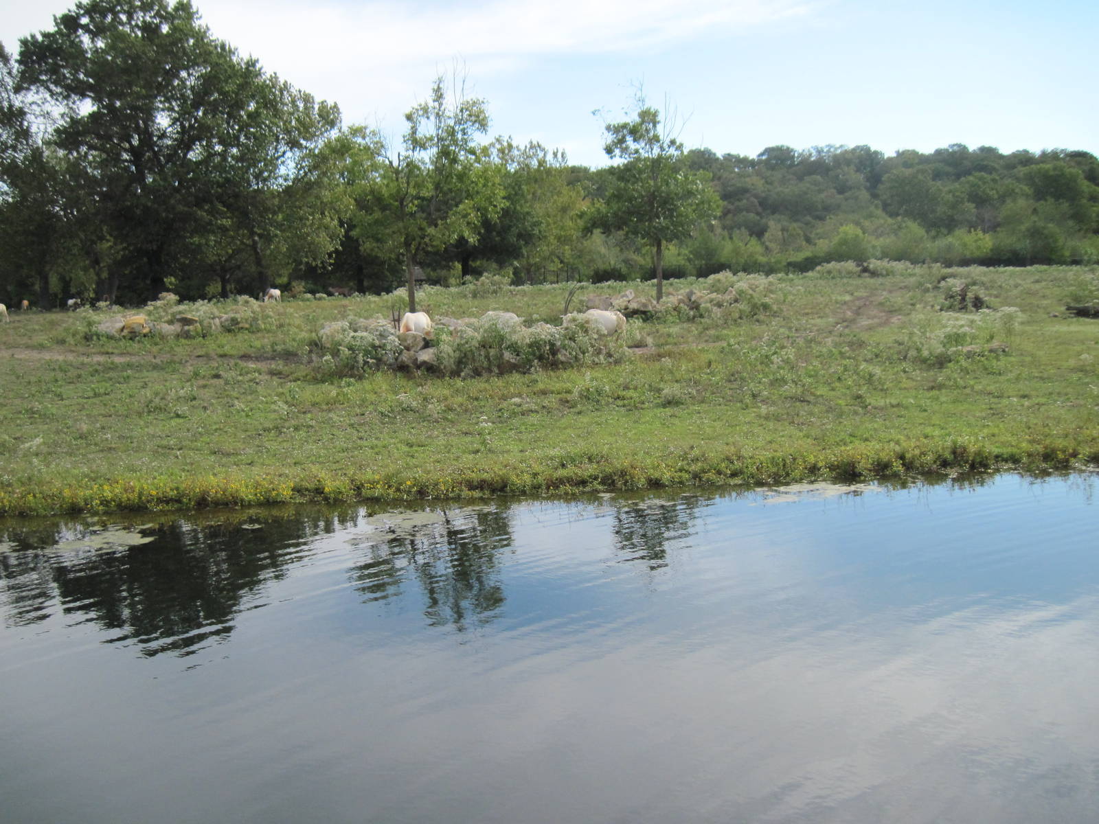 Africa-Scimitar-horned Oryxes