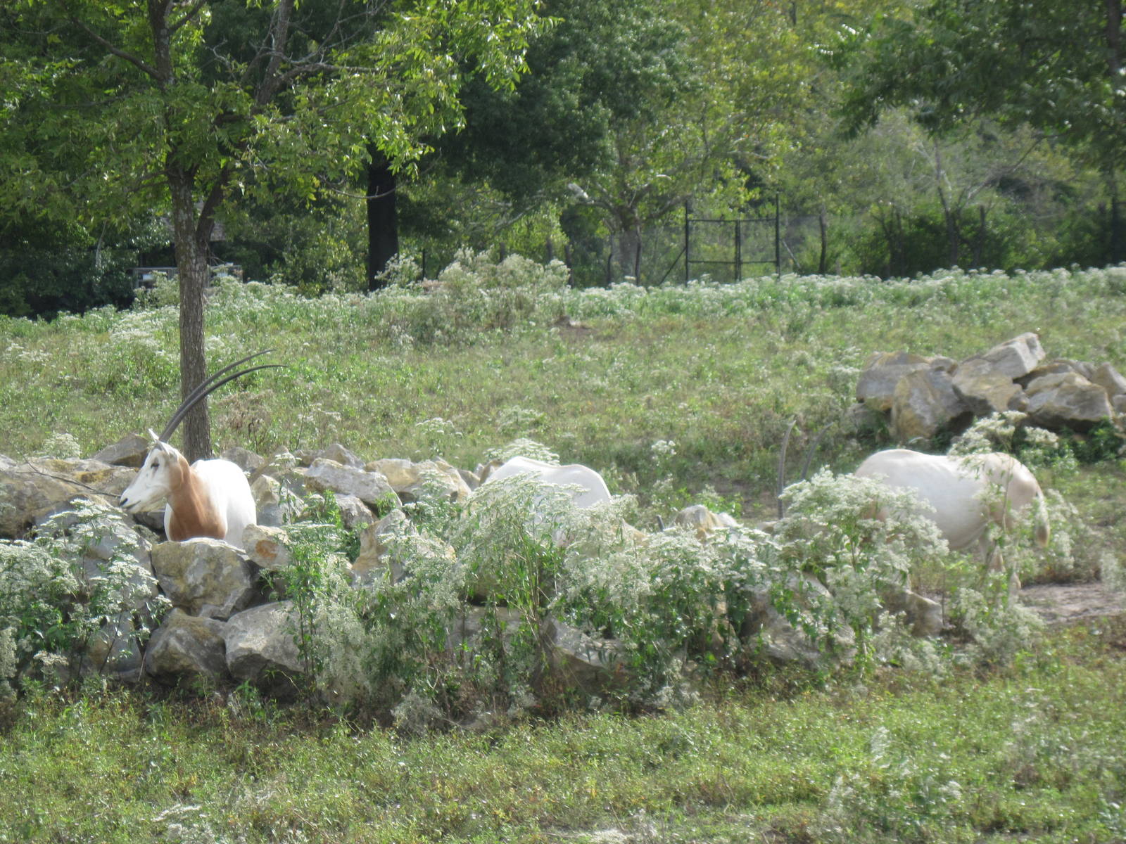 Africa-Scimitar-horned Oryxes