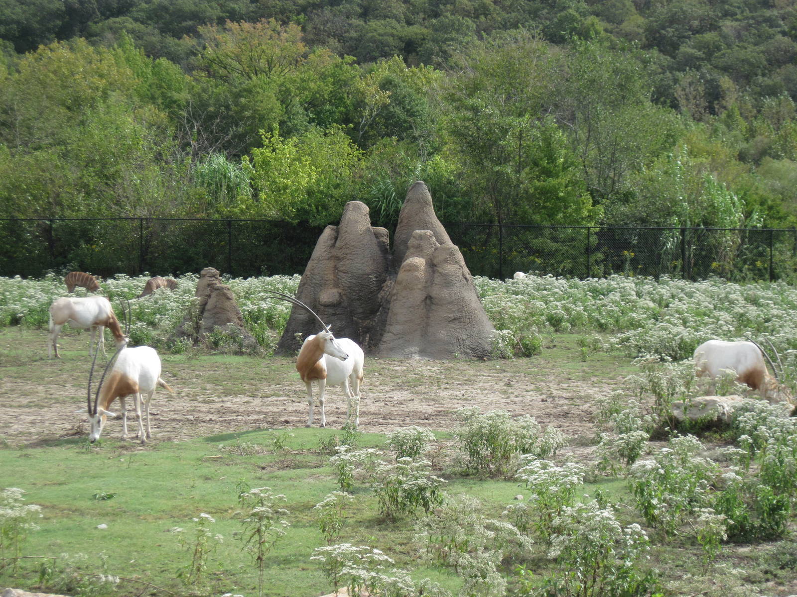 Africa-Scimitar-horned Oryxes